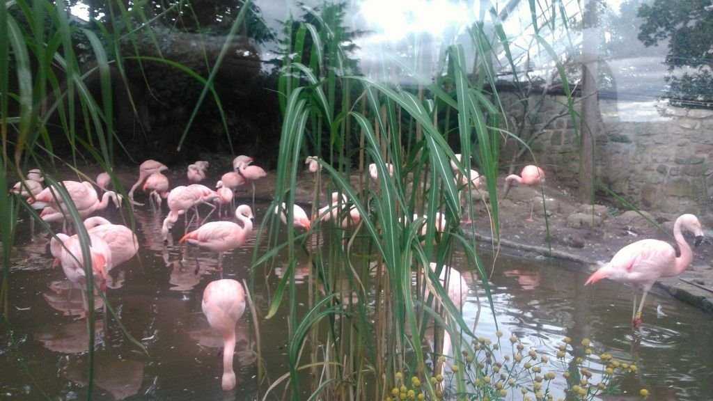 Эдинбургский зоопарк - edinburgh zoo