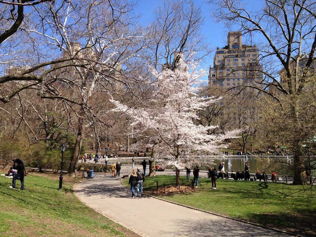 Центральный парк нью-йорка (central park nyc)