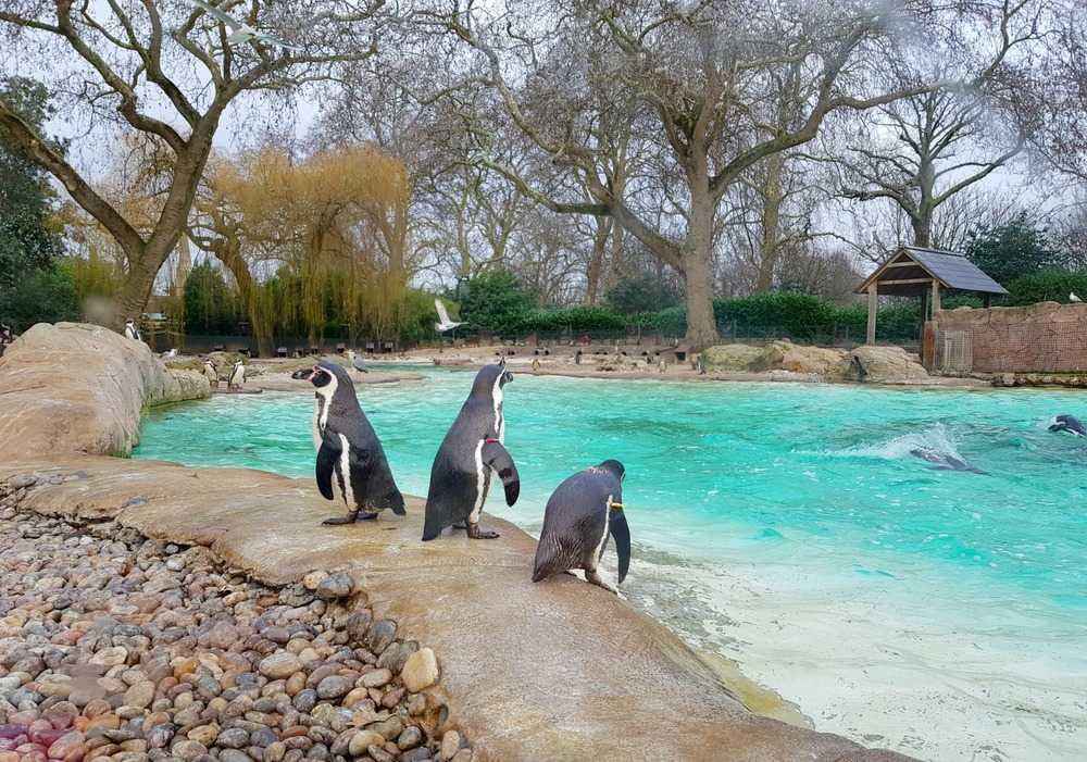 История эдинбургского зоопарка - history of edinburgh zoo