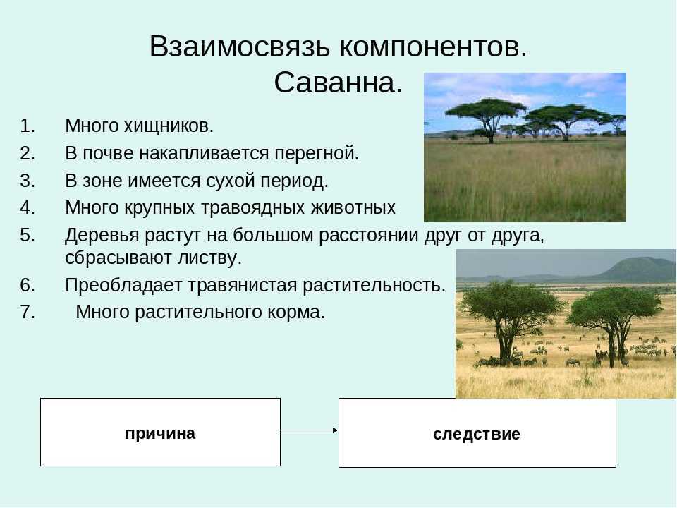 Признак зона. Почва в саваннах Африки таблица. Почвы саванны в Африке. Взаимосвязь компонентов природы на территории саванны. Зона саванн почва.