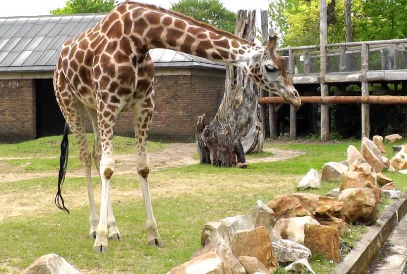 Лондонский зоопарк - london zoo - abcdef.wiki