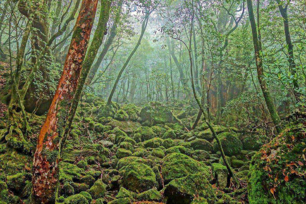 Влажные субтропические леса климат. Остров Якусима. Муссонные леса Японии. Якусима Япония. Субтропические леса Японии.