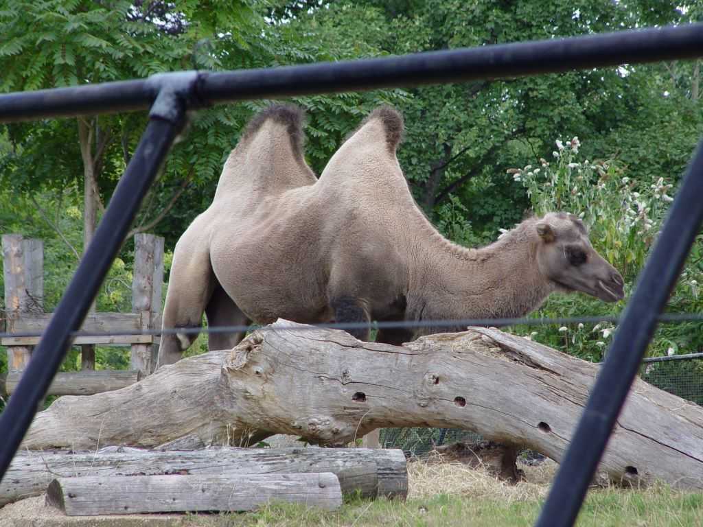 Эдинбургский зоопарк - edinburgh zoo