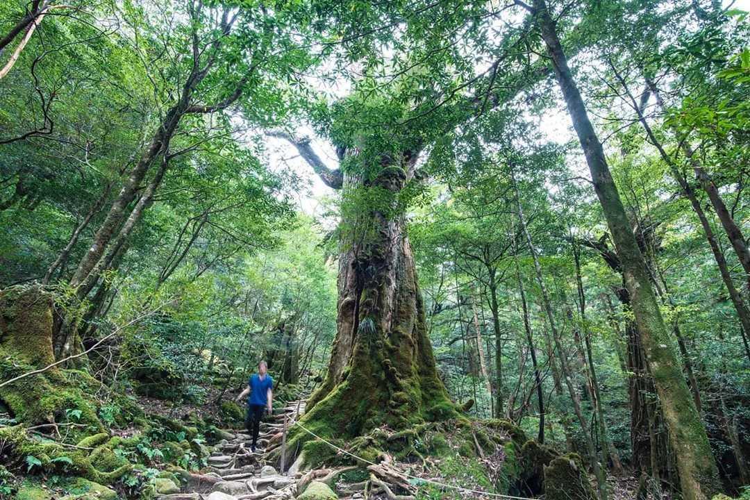 Умеренный тропический лес - temperate rainforest