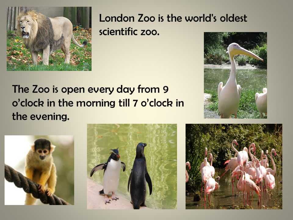 Лондонский зоопарк (london zoo) описание и фото - великобритания: лондон