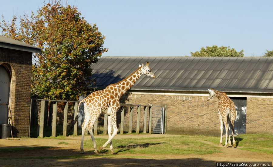 Лондонский зоопарк (london zoo) описание и фото - великобритания: лондон