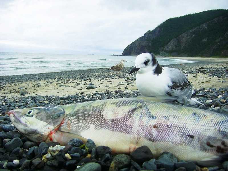 Сколько видов рыб водится в охотском. Кета Охотского моря. Рыба кета Охотское море. Рыба собака Охотское море. Морская рыбалка Охотское море.