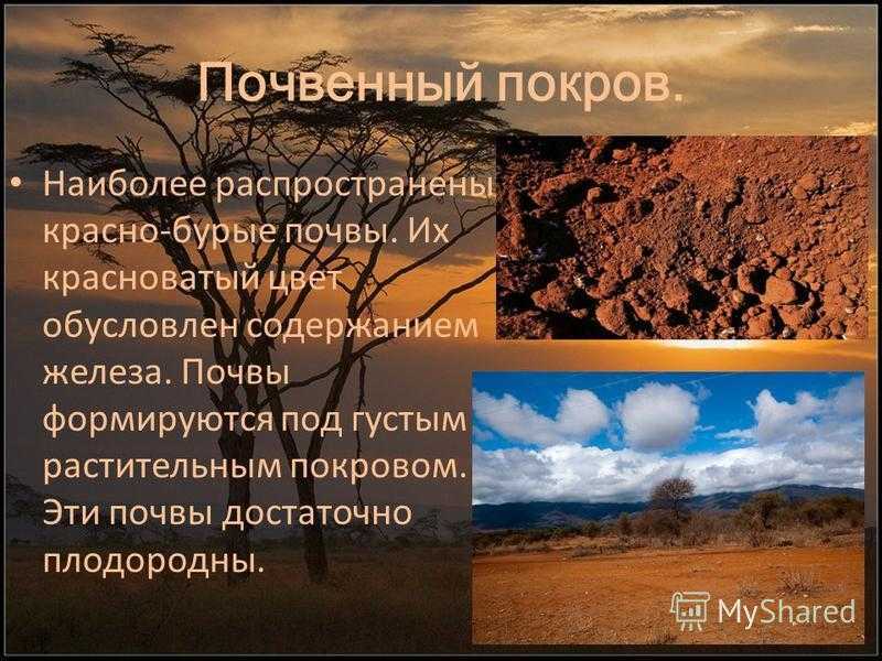 Саванна на карте мира