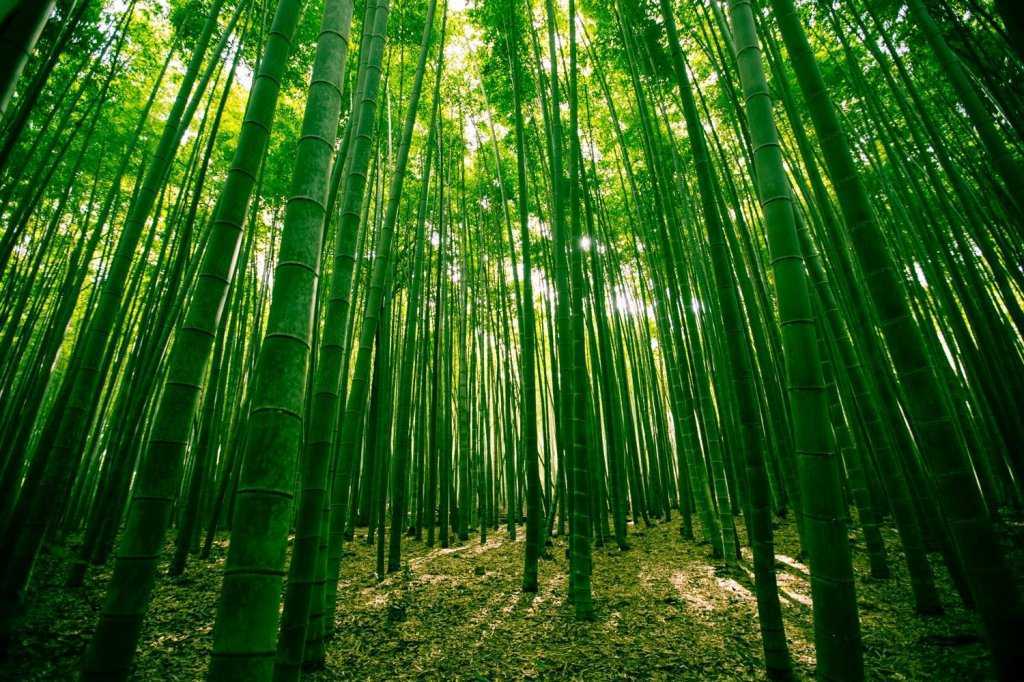 Бамбуковый лес Сагано, расположенный в японской префектуре Киото, это зажатая посреди городских ландшафтов живописная роща, состоящая из тысяч вздымающихся ввысь вечнозеленых деревьев.Бамбуковые стебли, качаясь от легкого дуновения ветра, издают мелодичны