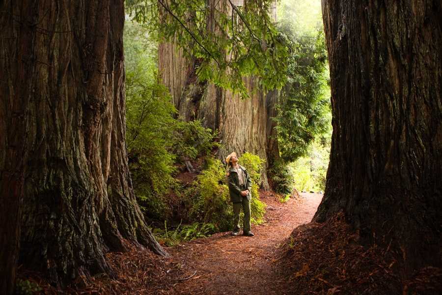 Национальный парк «редвуд» в калифорнии | fresher - лучшее из рунета за день