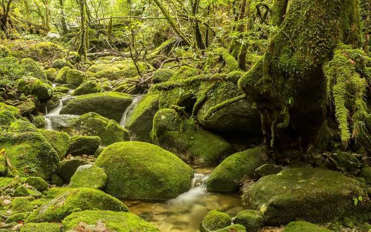 Умеренный тропический лес - temperate rainforest - abcdef.wiki