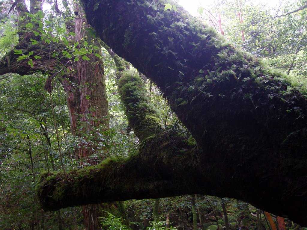 Якусима - yakushima - abcdef.wiki