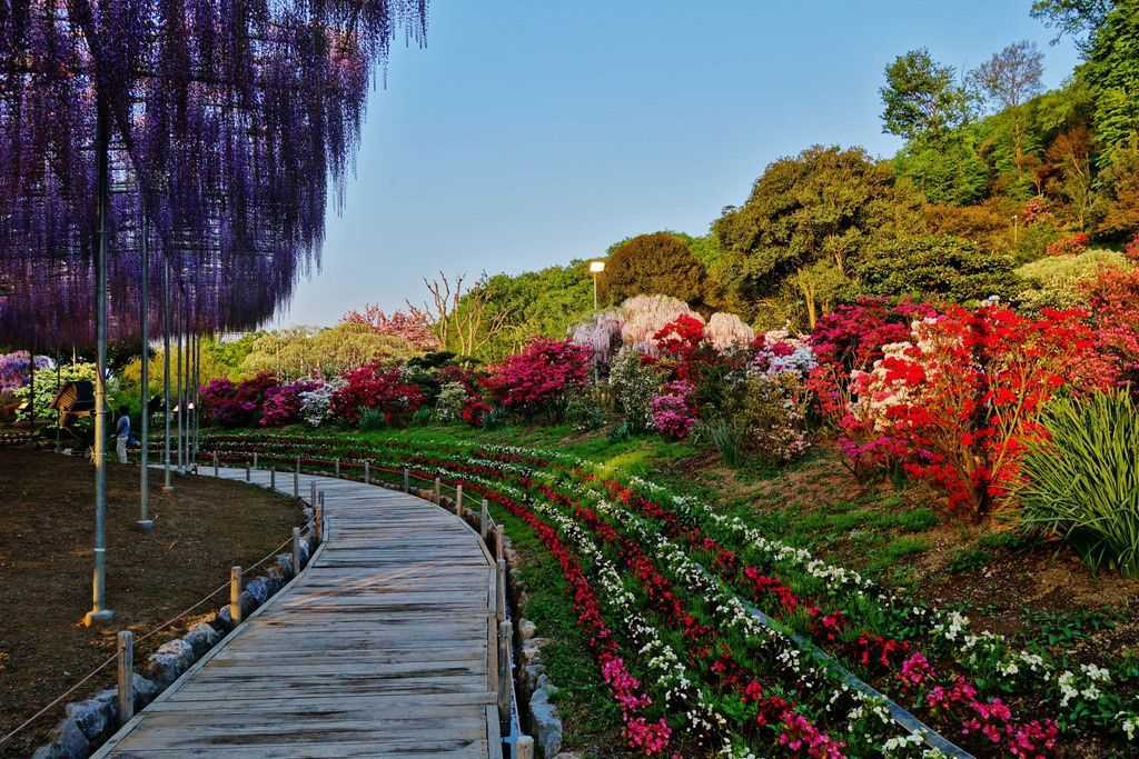 Видео сада с цветами. Парк Асикага Япония. Парк цветов Асикага на острове Хонсю, Япония. Парк цветов Асикага в Японии. Парк Асикага цветение тюльпанов.