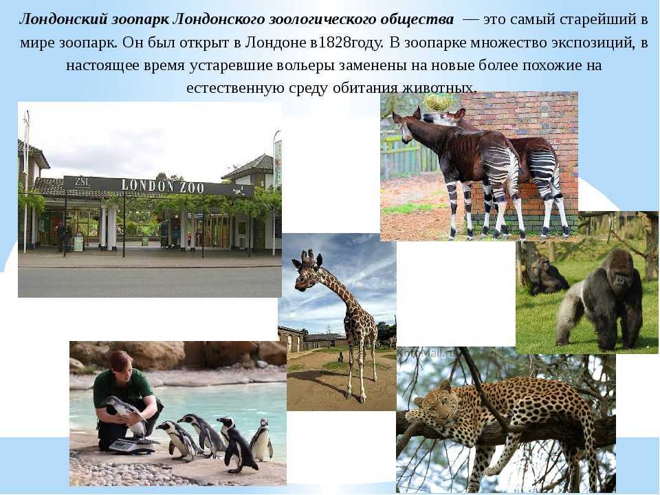 Эдинбургский зоопарк: все о нем и его пандах.
